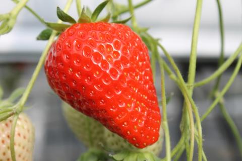 いちご 苺 かおりの 280g×4パック 合計1.1kg 長門市(10085)