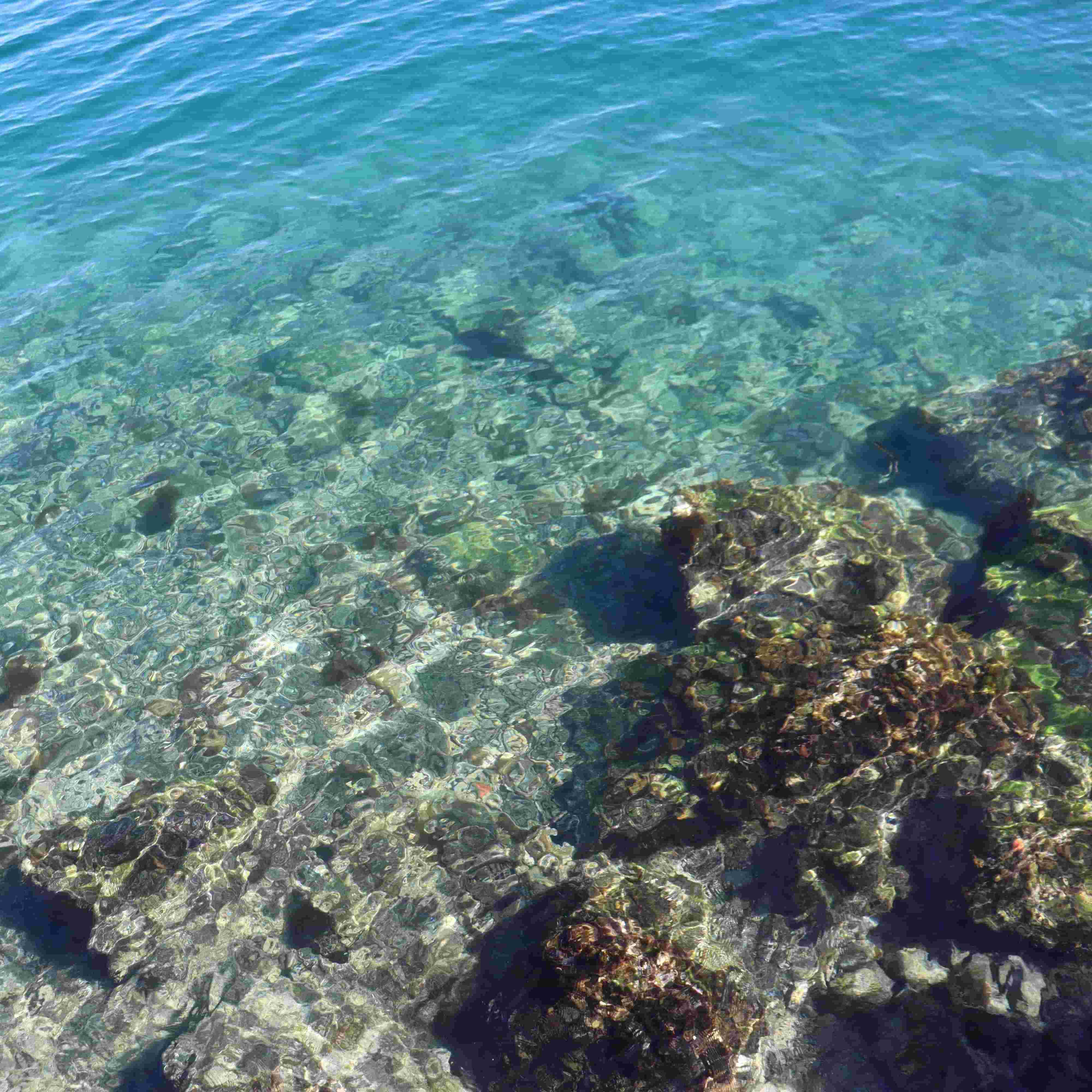 アカモク35ｇ×20袋 合計700ｇ 海藻 山口県産 冷凍 無添加 無着色 保存料不使用 あかもく 産地直送 ギフト 健康(10111)