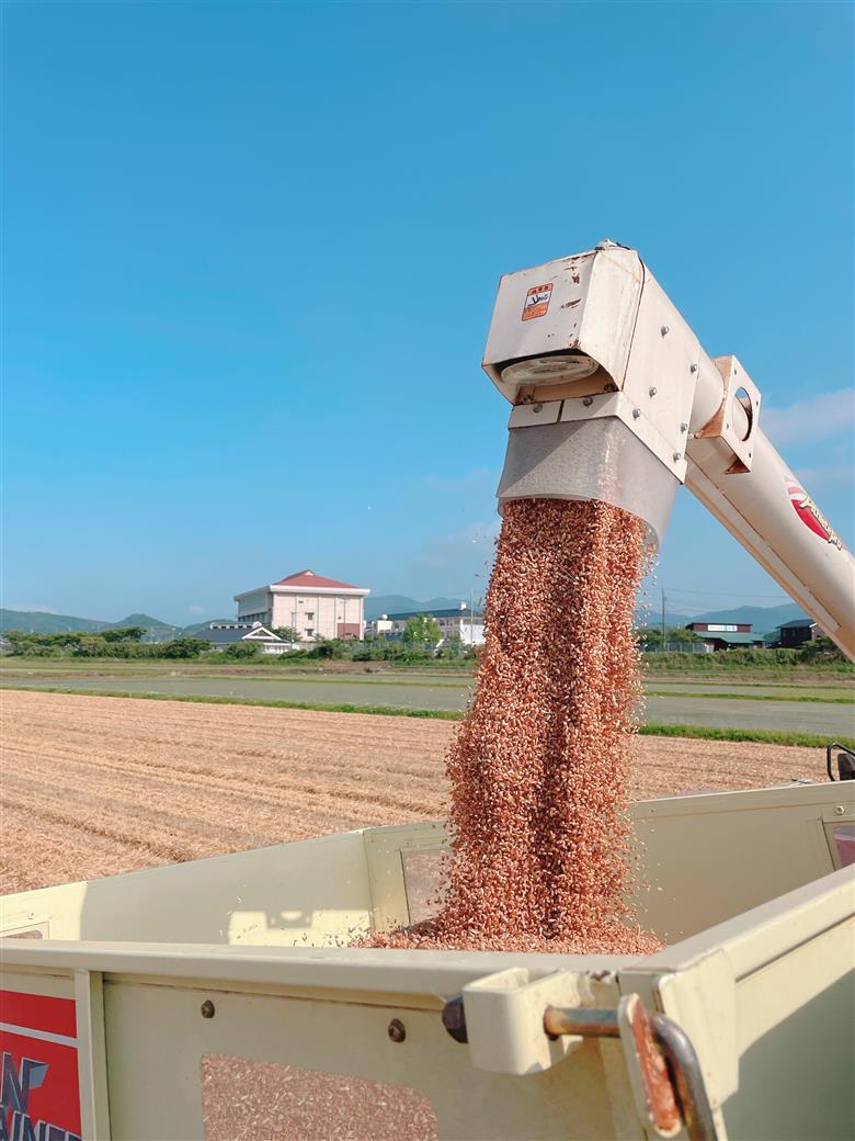 【令和7年度産】 お米 3kg 山口県産 長門市 日置ノ庄米 白米 ご飯 精米 ブレンド米 こしひかり ひとめぼれ きぬむすめ にじのきらめき 国産 (10164）