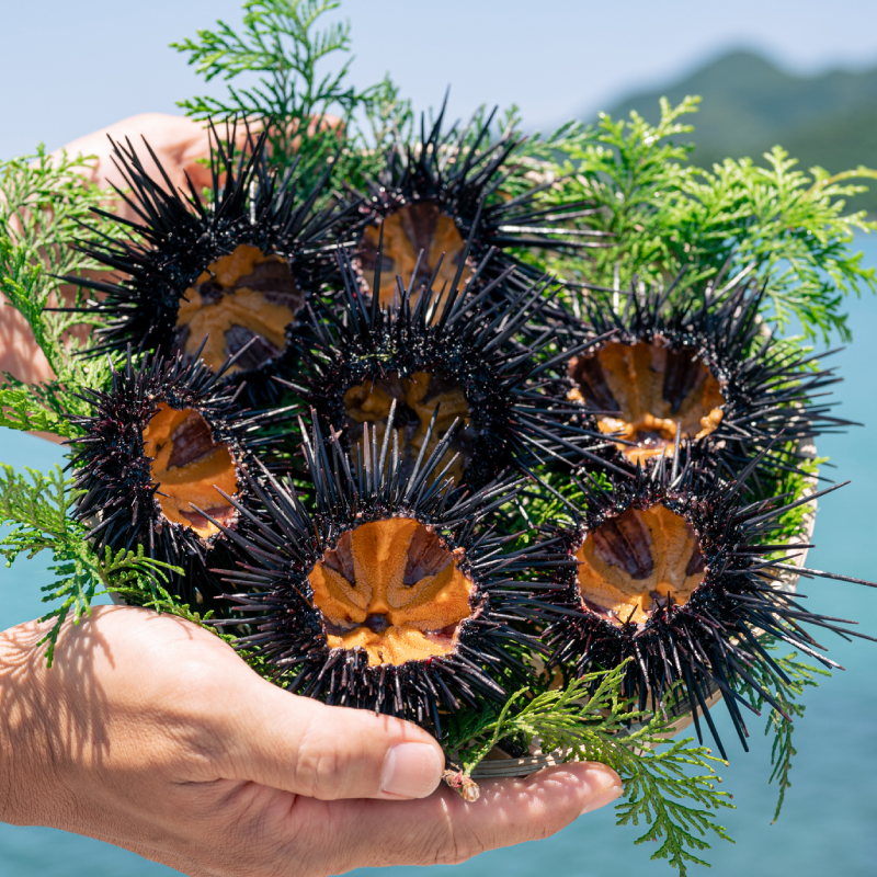 紫うに  瓶詰め(50g) 5本  【濃厚うに 国産 雲丹 ウニ 瓶詰 地物 黒うに 冷凍 山口県 長門市産】(1629)