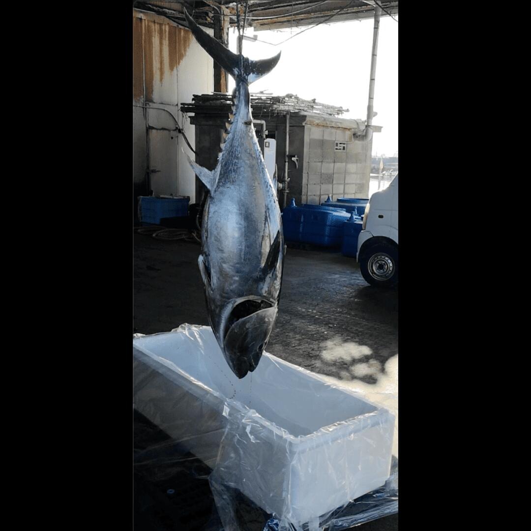 (1347)油谷産養殖本マグロ 中トロ柵 800g