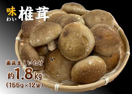 椎茸 シイタケ 菌床しいたけ  ヤマカ精工 大容量 12袋 1.8㎏ 野菜 長門市(10019)