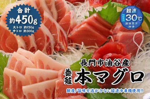 (1275)油谷産養殖本マグロ 大トロ 中トロ 柵セット