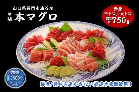 (1346)油谷産養殖本マグロ 満喫セット