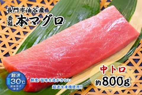(1347)油谷産養殖本マグロ 中トロ柵 800g