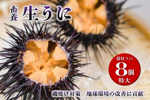 (1369)殻付きウニ 特大8個 生うに 雲丹 長門市 ムラサキウニ