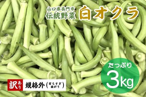 白オクラ 大容量 規格外品 訳あり 訳アリ 合計3kg 希少野菜 伝統野菜 長門市 (10062)