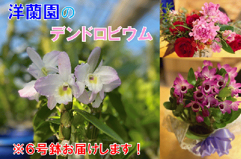 (1261)長門産　高見洋蘭園のデンドロビウムお届け便（6号鉢）　母の日　ギフト
