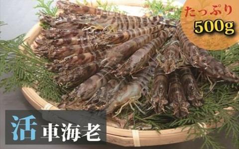 (1231)日本海産“活き”車海老500ｇ
