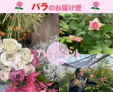 バラのお届け便 (アレンジメント)【バラ園 フラワー 花 母の日 ギフト 山口県 長門市】(1257)