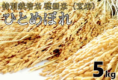(1027)米　玄米　特別栽培米　穂垂米　「ひとめぼれ」　5kg　【令和5年産】