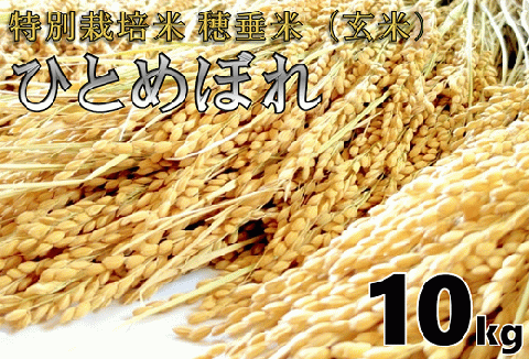 (1266)米　玄米　特別栽培米　穂垂米　「ひとめぼれ」　10kg　【令和5年産】