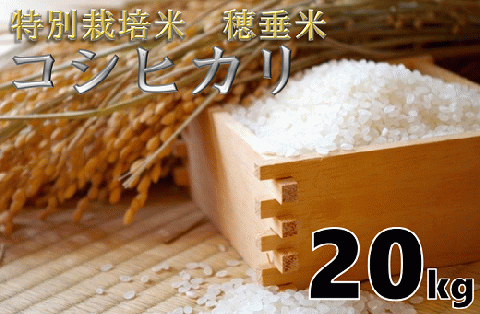 (1401)米　精米　白米　特別栽培米　穂垂米　「コシヒカリ」　20kg　【令和5年産】