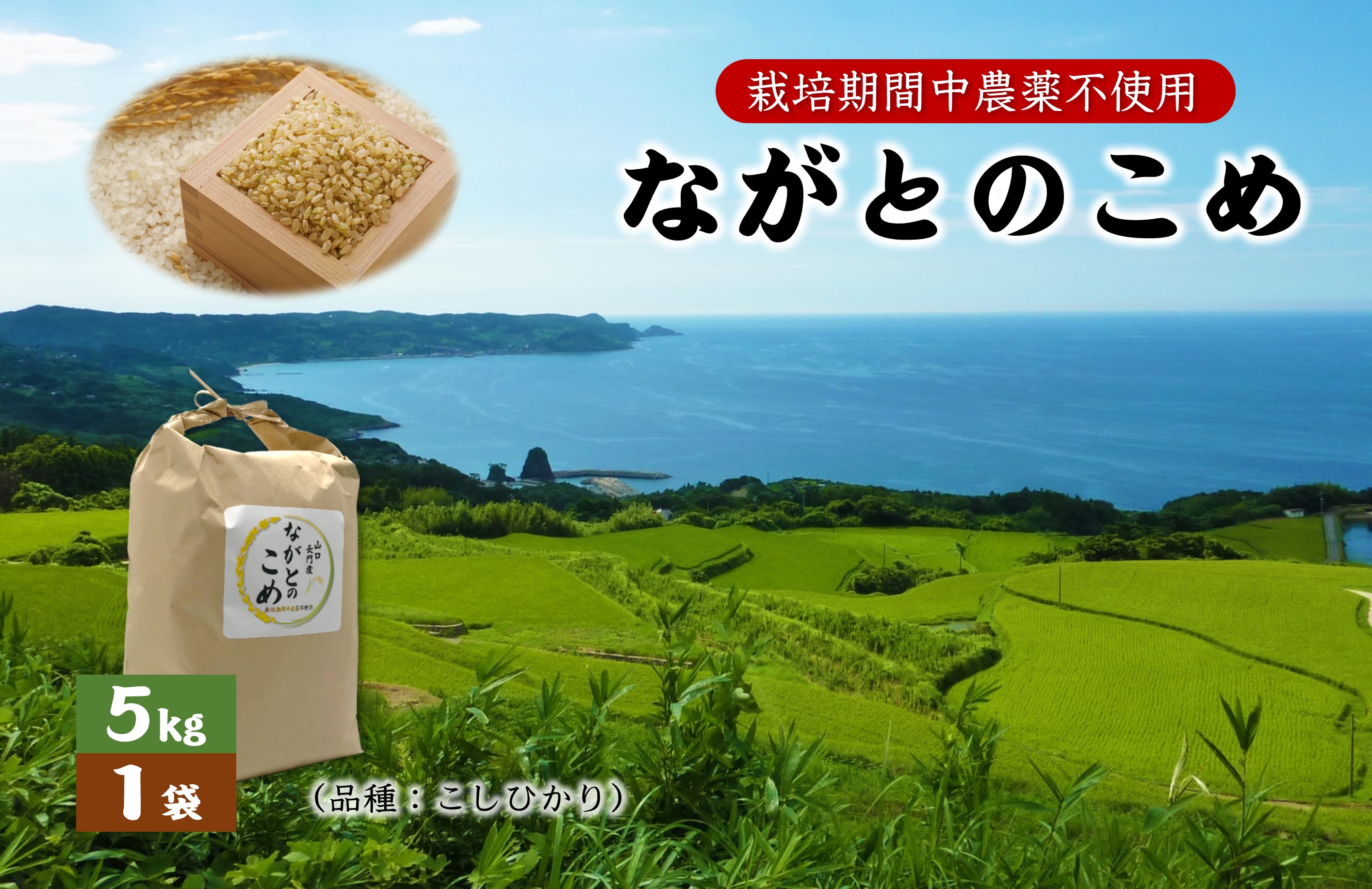 ながとのこめ こしひかり 玄米 5kg×1袋 合計5kg コシヒカリ 長門市(10056)