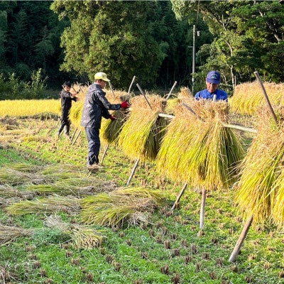 昔ながらの自然乾燥「はぜ掛け米」令和7年産  一等米ひのひかり 5kg