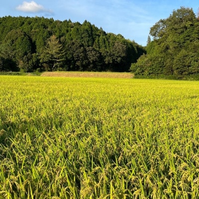 一等米5品種食べ比べ　少量真空パック450g×15個(5品種×各3個)