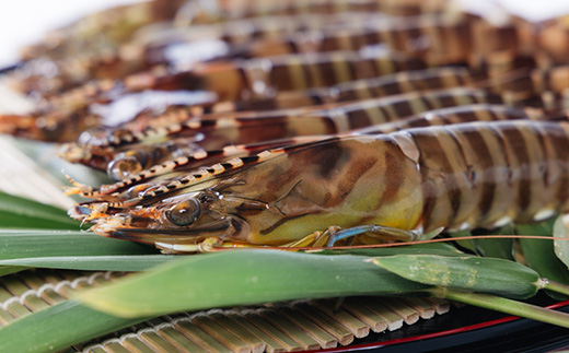 2026年1月発送:活きクルマエビ　500g【配送不可地域：離島・北海道・沖縄県】