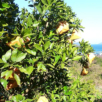 【山口県ブランド】瀬戸内の春みかん　せとみ　20玉～24玉(約4.5kg)