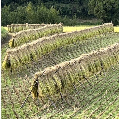 昔ながらの自然乾燥「はぜ掛け米」令和7年産  一等米ひのひかり 5kg