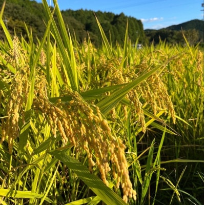 一等米5品種食べ比べ　少量真空パック450g×15個(5品種×各3個)