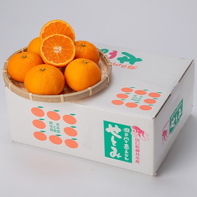 【山口県ブランド】せとみ　22～24玉(約4.5kg)