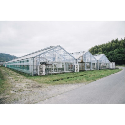 ホシファーム　届いた姿でそのまま飾れるスタンディング薔薇ブーケ　ピュア12本【配送不可地域：離島】