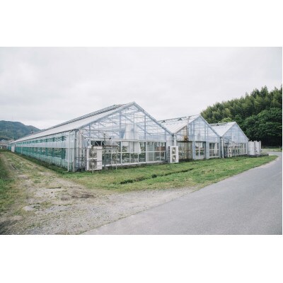 ホシファーム　届いた姿でそのまま飾れるスタンディング薔薇ブーケ　ルージュ12本【配送不可地域：離島】