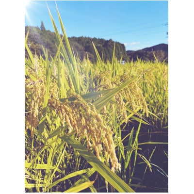 こしひかり　精米5kg