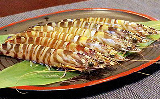 2025年12月発送:活きクルマエビ　1kg【配送不可地域：離島・北海道・沖縄県】