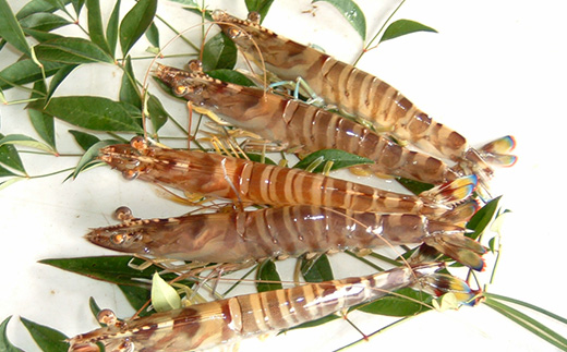 2025年12月発送:活きクルマエビ　500g【配送不可地域：離島・北海道・沖縄県】