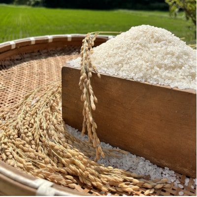 昔ながらの自然乾燥「はぜ掛け米」令和7年産  一等米ひのひかり 5kg