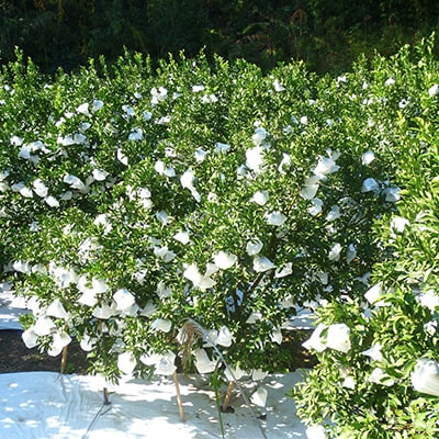 【山口県ブランド】せとみ　22～24玉(約4.5kg)