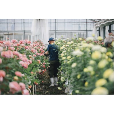 ホシファーム　届いた姿でそのまま飾れるスタンディング薔薇ブーケ　ピュア8本【配送不可地域：離島・北海道・沖縄県】