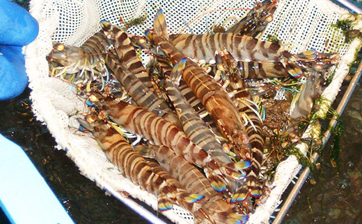 2025年12月発送:活きクルマエビ　1kg【配送不可地域：離島・北海道・沖縄県】