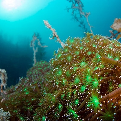 瀬戸内海・ニホンアワサンゴの群生地でファンダイビング!(2ビーチ)