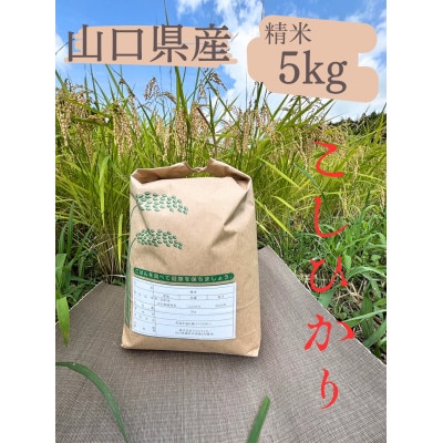 こしひかり　精米5kg