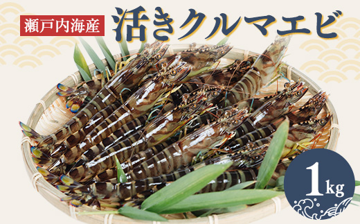 2025年12月発送:活きクルマエビ　1kg【配送不可地域：離島・北海道・沖縄県】