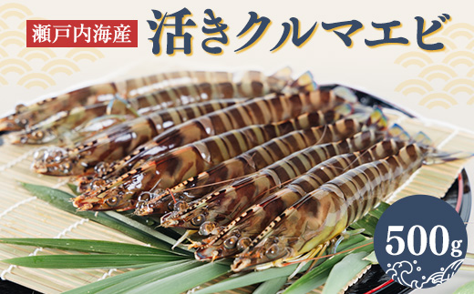 2026年1月発送:活きクルマエビ　500g【配送不可地域：離島・北海道・沖縄県】