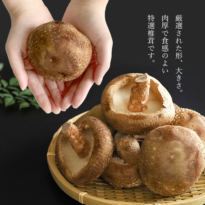 菌床椎茸 美峰の恵み さんまいん (12個)