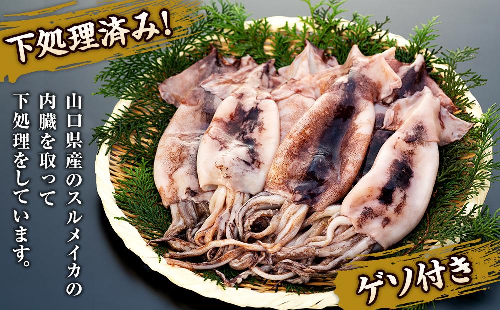 イカ 訳あり ゲソ付き 冷凍 スルメイカ 山口県産 1.2kg