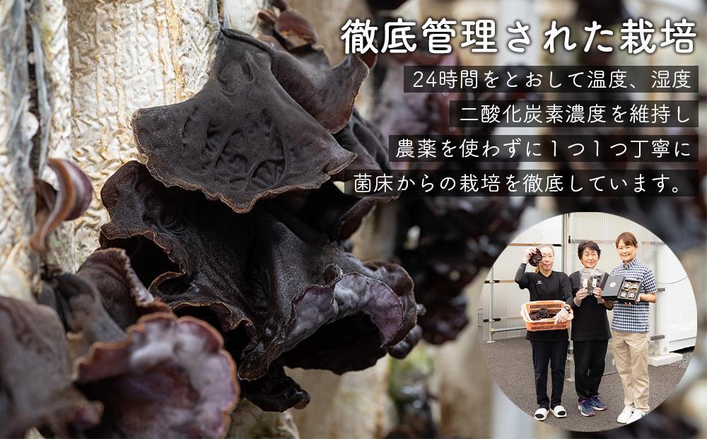 （訳あり）生きくらげ１kg