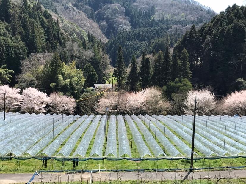 山口県産　種なしピオーネ1.2Kg（2～3房）