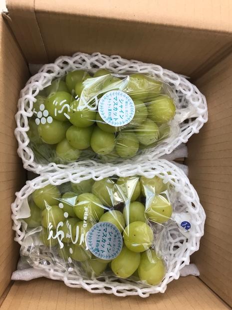 山口県産　冬のシャインマスカット1.2Kg（2～3房）