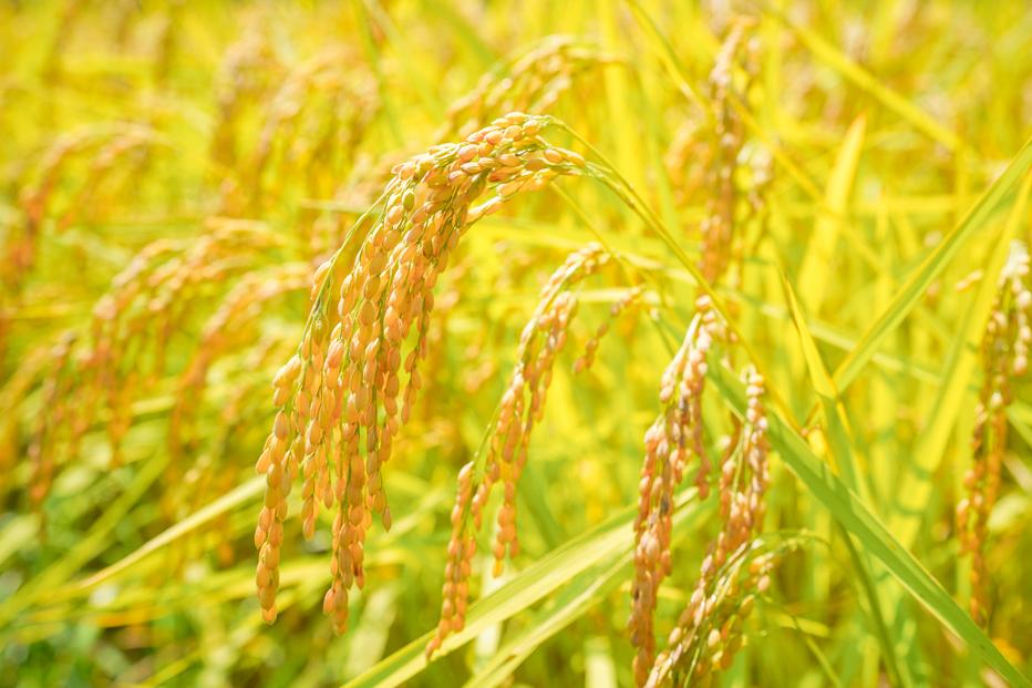 【年内配送】3日以内発送 令和7年産 コシヒカリ 10 kg(5kg×2) 鹿野高原米 精米