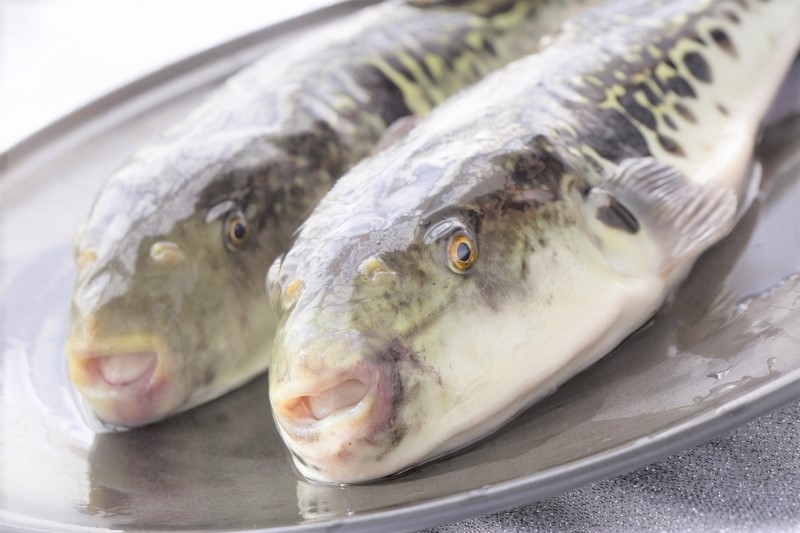 【着日指定可】国産とらふく刺身セット（約1～2人前）