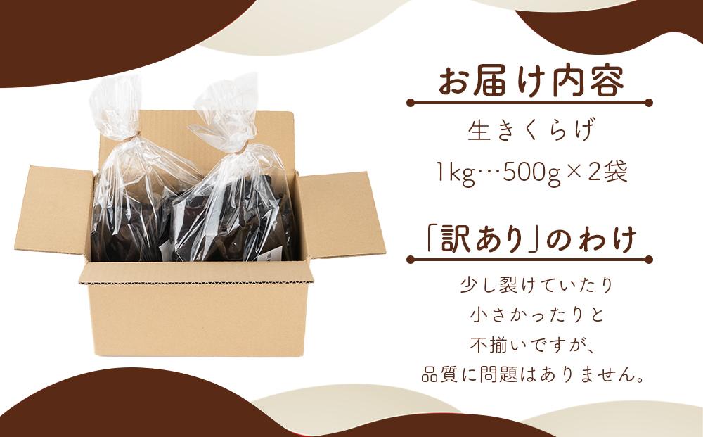 （訳あり）生きくらげ１kg