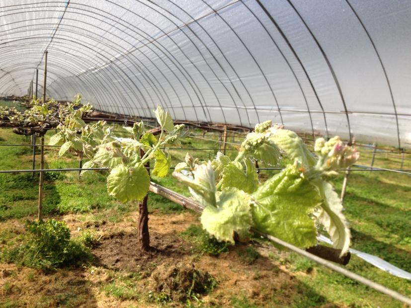 山口県産　種なしピオーネ1.2Kg（2～3房）