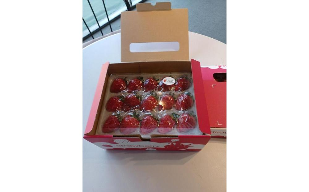 【先行予約12月下旬以降発送】極甘イチゴ よつぼし ２段箱(約800ｇ～900ｇ） 大粒完熟つみとり