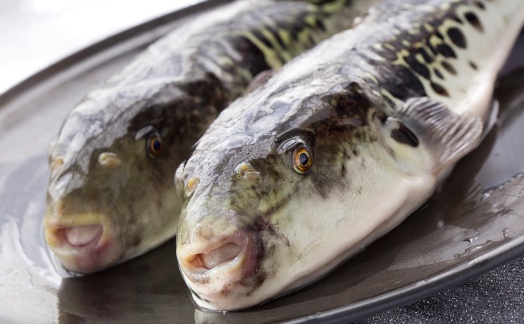 【着日指定可】国産とらふくフルコース尺セット（約4人前）