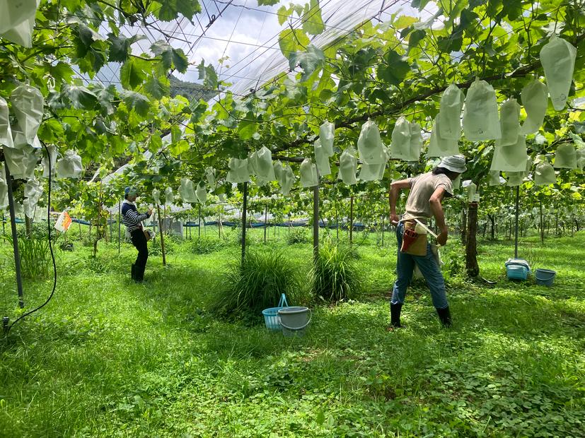 山口県産　種なしピオーネ1.2Kg（2～3房）